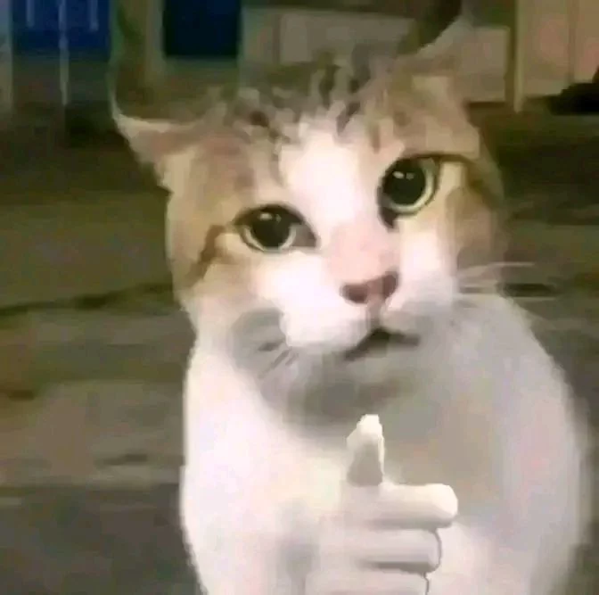 pakan kucing rumahan