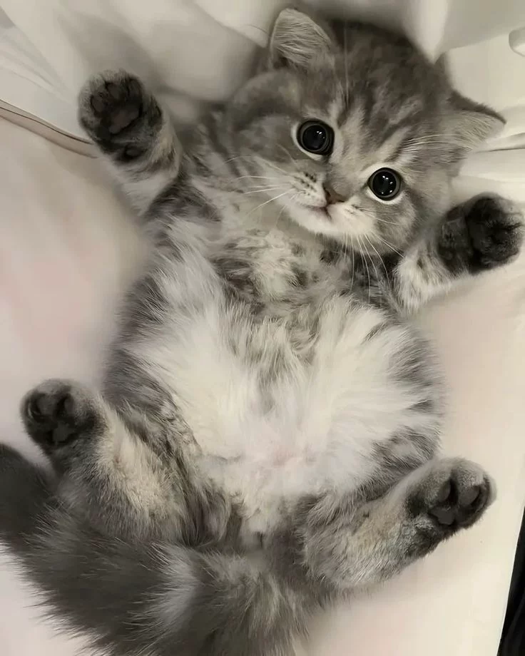 toko  pakan kucing